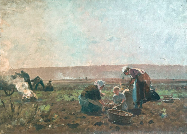 Récolte de pommes de terre